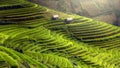 Rice fields on terraced of Mu Cang Chai, YenBai, Vietnam Royalty Free Stock Photo