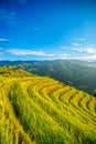 Rice fields on terraced of Mu Cang Chai