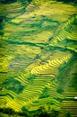 Rice fields on terraced of Mu Cang Chai, YenBai, Vietnam.