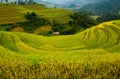 Rice fields on terraced of Mu Cang Chai, YenBai, Vietnam.