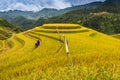 Rice fields on terraced of Mu Cang Chai, YenBai, Vietnam Royalty Free Stock Photo