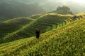 Rice fields on terraced of Mu Cang Chai, YenBai, Vietnam. Rice f Royalty Free Stock Photo