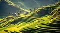 Rice fields on terraced of Mu Cang Chai, YenBai, Vietnam. Royalty Free Stock Photo