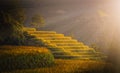 Rice fields on terraced with pine tree at sunset in Mu Cang Chai, YenBai, Vietnam. Royalty Free Stock Photo