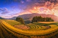 Rice fields on terraced with pine tree at sunset in Mu Cang Chai, YenBai, Vietnam. Royalty Free Stock Photo