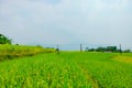 Rice fields on terraced. Fields are prepared for planting rice. Ban Phung, Huyen Hoang Su Phi, Ha Giang Province. Northern Vietnam Royalty Free Stock Photo