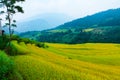 Rice fields on terraced. Fields are prepared for planting rice. Nam Dan, Huyen Xin Man, Ha Giang Province. Northern Vietnam