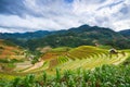 Rice fields on terraced in rainny season at Mu Cang Chai, Yen Bai, Vietnam. Royalty Free Stock Photo