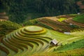 Rice fields on terraced in rainny season at Mu Cang Chai, Yen Bai, Vietnam. Royalty Free Stock Photo