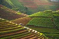 Rice fields on terraced in rainny season at Mu Cang Chai, Yen Bai, Vietnam. Royalty Free Stock Photo