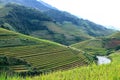 Rice fields on terraced in rainny season at Mu Cang Chai, Yen Bai, Vietnam. Royalty Free Stock Photo