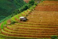 Rice fields on terraced in rainny season at Mu Cang Chai, Yen Bai, Vietnam. Royalty Free Stock Photo