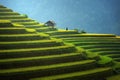 Rice fields on terraced in rainny season Royalty Free Stock Photo