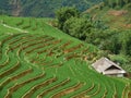 Rice fields on terraced in rainny season at SAPA, Lao Cai, Vietnam Royalty Free Stock Photo