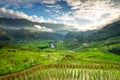 Rice fields on terraced in rainny season at SAPA, Lao Cai, Vietnam. Royalty Free Stock Photo