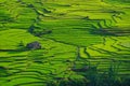 Rice fields on terraced in rainny season at SAPA, Lao Cai, Vietnam. Royalty Free Stock Photo