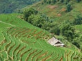 Rice fields on terraced in rainny season at SAPA, Lao Cai, Vietnam. Royalty Free Stock Photo