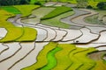 Rice fields on terraced in rainny season at Tu Le village, Yen Bai, Vietnam. Royalty Free Stock Photo