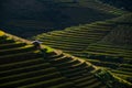 Rice fields on terraced in sunset at Mu Cang Chai, Yen Bai, Vietnam. Royalty Free Stock Photo