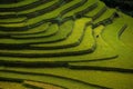 Rice fields on terraced in sunset at Mu Cang Chai, Yen Bai, Vietnam