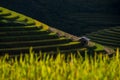 Rice fields on terraced in sunset at Mu Cang Chai, Yen Bai, Vietnam. Royalty Free Stock Photo