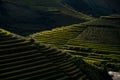 Rice fields on terraced in sunset at Mu Cang Chai, Yen Bai, Vietnam.