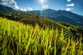 Rice fields on terraced with wooden pavilion on blue sky background in Mu Cang Chai, YenBai, Vietnam