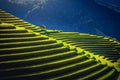 Rice fields on terraced with wooden pavilion at sunrise in Mu Cang Chai, YenBai, Vietnam Royalty Free Stock Photo