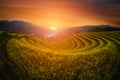 Rice fields on terraced with wooden pavilion at sunset in Mu Can Royalty Free Stock Photo