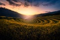 Rice fields on terraced with wooden pavilion at sunset in Mu Can Royalty Free Stock Photo