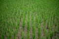 Rice fields, terraces, plantation, farm. An organic asian rice farm and agriculture. Young growing rice