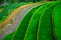 Rice fields on terraces at planting in Vietnam.