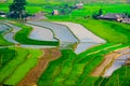 Rice fields on terraces at planting in Vietnam.