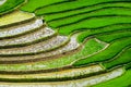 Rice fields on terraces at planting in Vietnam.