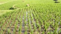 Rice Fields