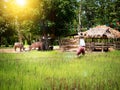 Rice fields in Thailand , South East Asia. Rice field and straw Royalty Free Stock Photo