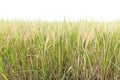 Rice fields in the tropics on white