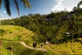 Rice fields. Ubud, Bali, Indonesia.