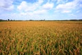 Rice paddies