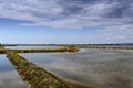 Rice fields in Valencia Royalty Free Stock Photo