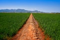 Rice fields in Valencia at Corbera mountains of Spain Royalty Free Stock Photo