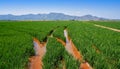 Rice fields in Valencia at Corbera mountains of Spain Royalty Free Stock Photo