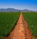 Rice fields in Valencia at Corbera mountains of Spain Royalty Free Stock Photo