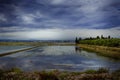 Rice fields in Valencia Royalty Free Stock Photo