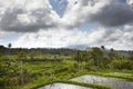 Rice fields in a valley at morning light. Bali island Royalty Free Stock Photo