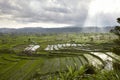 Rice fields in a valley at morning light. Bali island Royalty Free Stock Photo