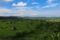 Rice fields in a valley at morning light. Bali island Royalty Free Stock Photo