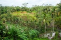Rice fields in a valley at morning light. Bali Royalty Free Stock Photo