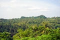 Rice fields in a valley at morning light. Bali Royalty Free Stock Photo