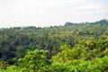 Rice fields in a valley at morning light. Bali Royalty Free Stock Photo